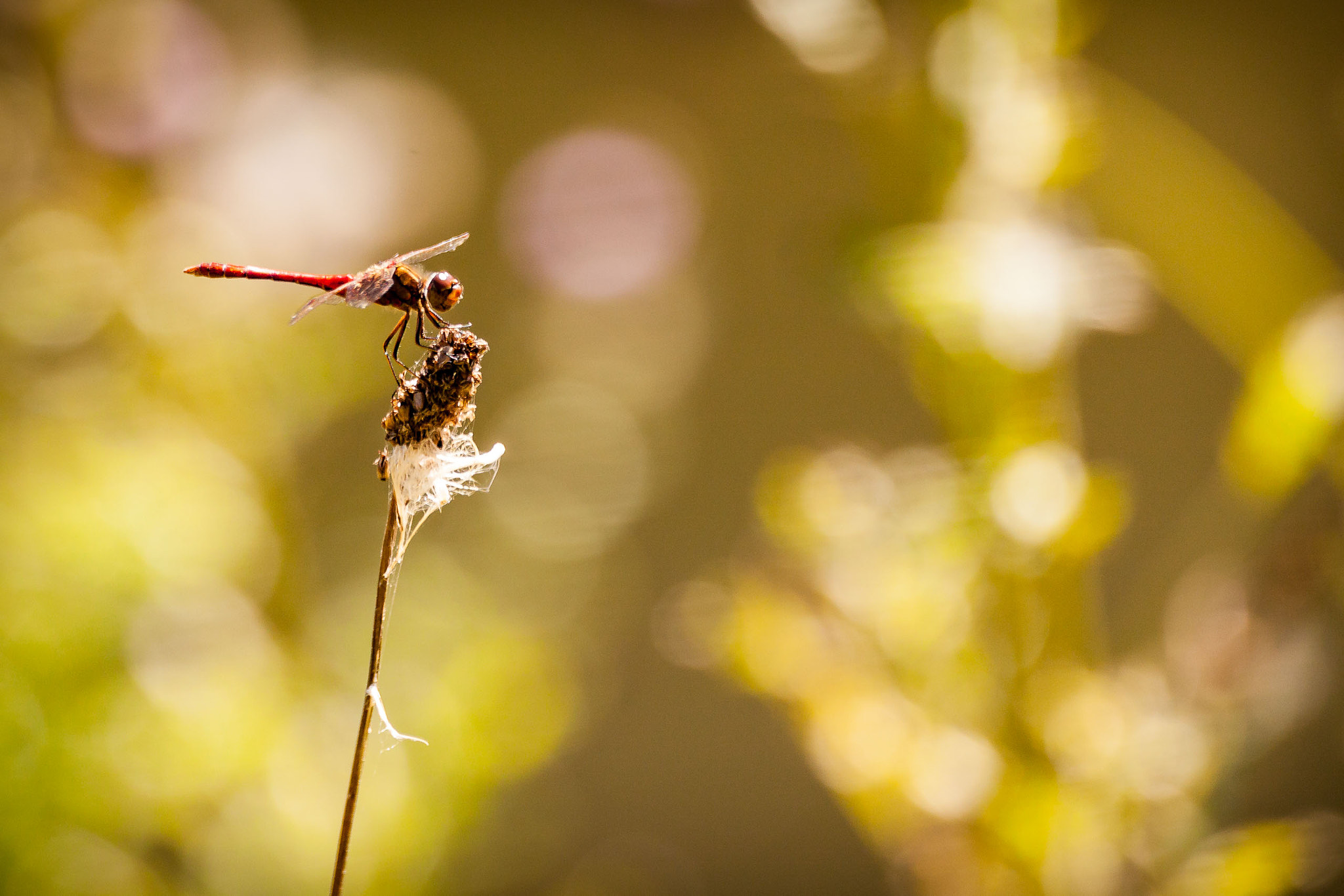 150-600mm F5-6.3 DG OS HSM | Contemporary 015 sample photo. Dragonfly photography