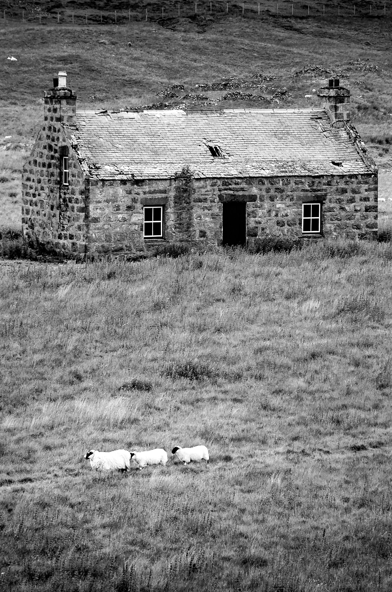 Pentax K-5 II + Pentax smc DA 50-200mm F4-5.6 ED sample photo. Scottish sheeps photography