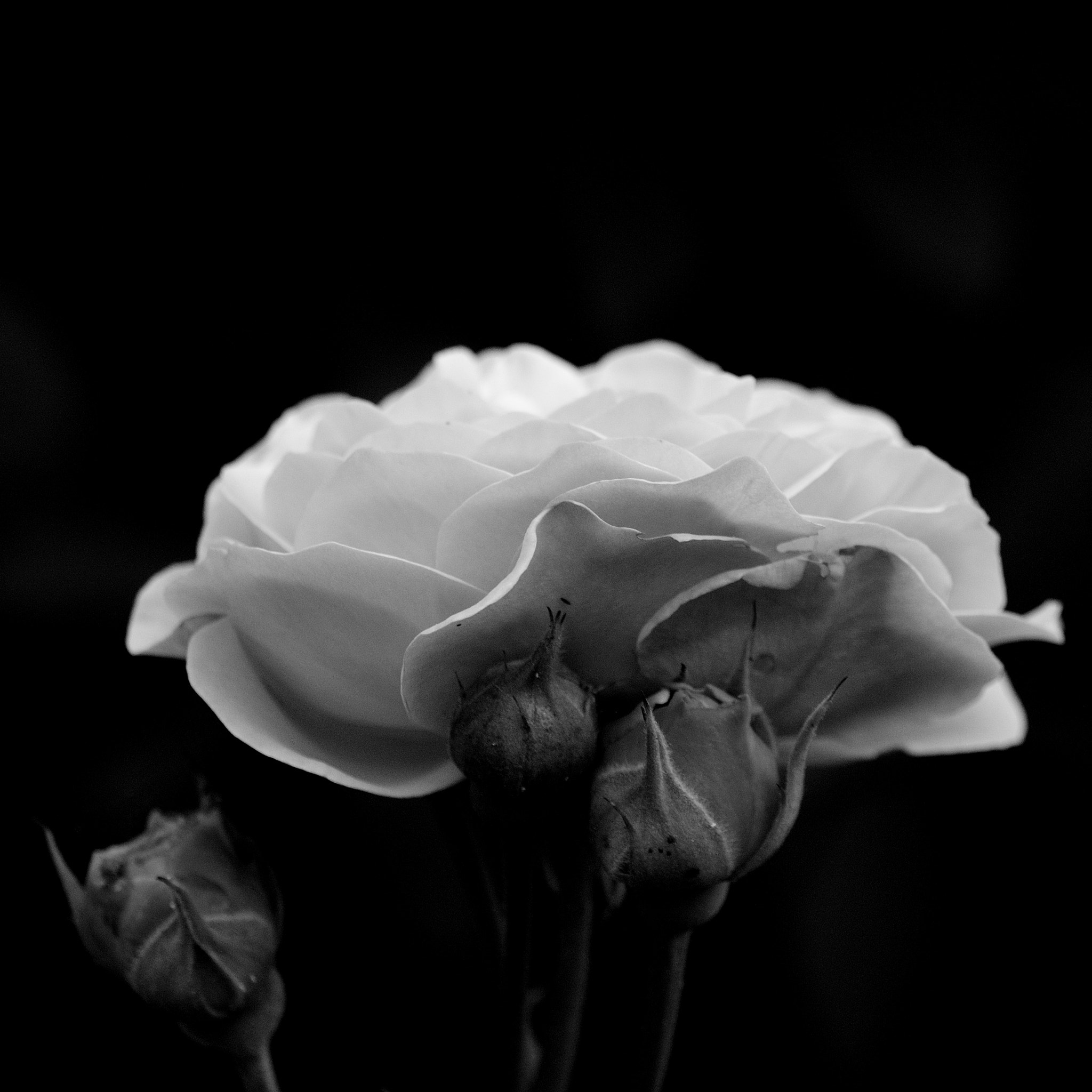 AF Zoom-Nikkor 24-120mm f/3.5-5.6D IF sample photo. Rose photography