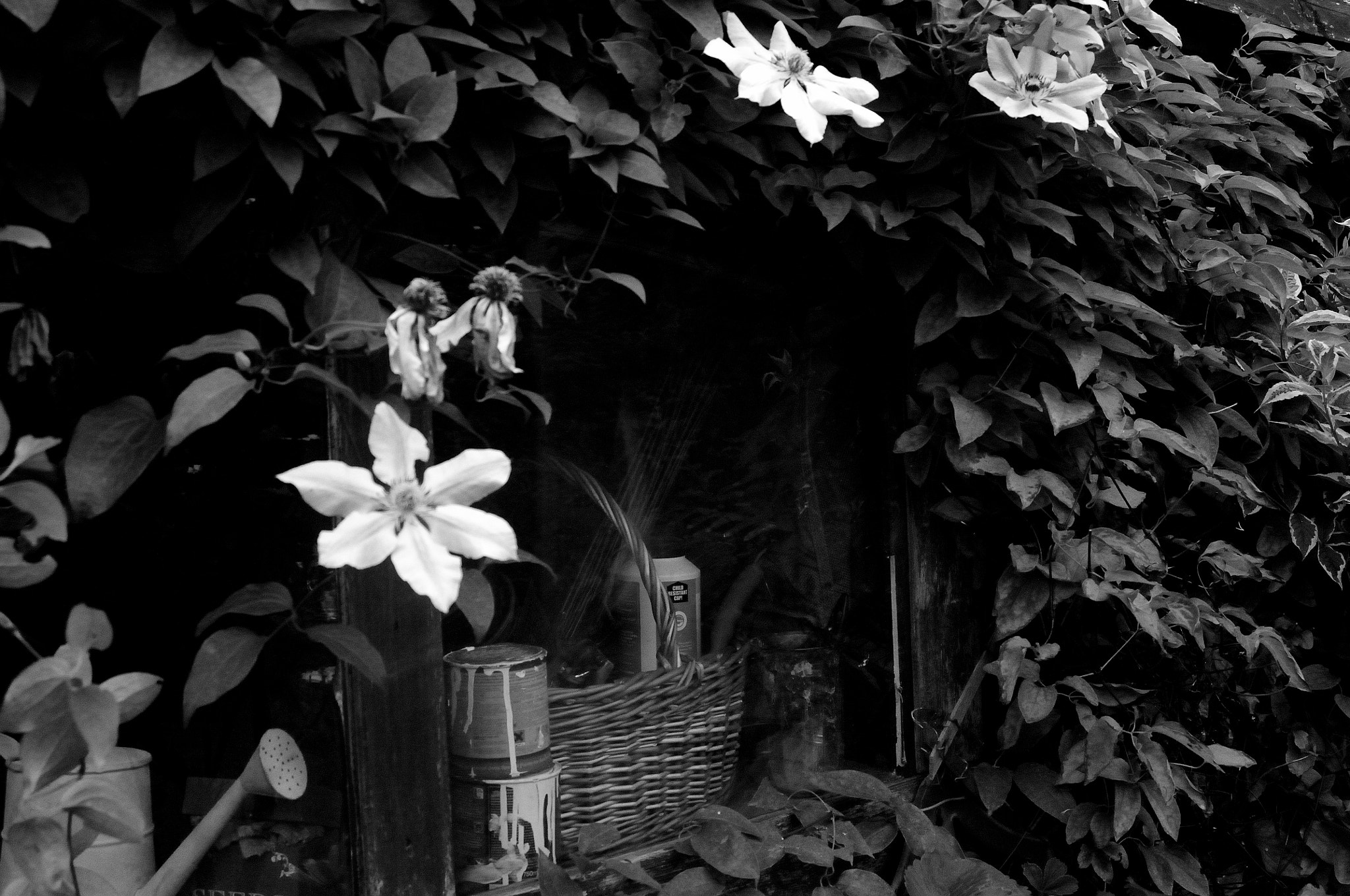 AF Zoom-Nikkor 24-120mm f/3.5-5.6D IF sample photo. Garden shed photography