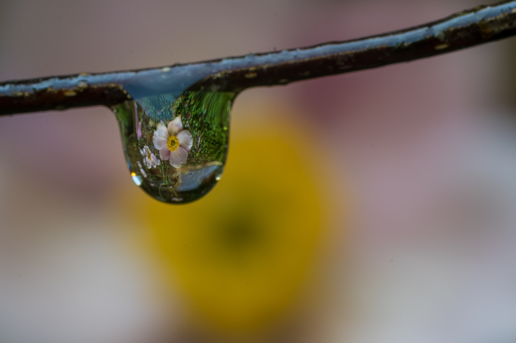 Pentax K-3 + Tamron SP AF 90mm F2.8 Di Macro sample photo. Tropfen photography