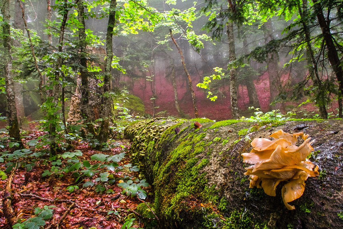 Fujifilm X-Pro1 + Fujifilm XF 18-135mm F3.5-5.6 R LM OIS WR sample photo. Pleurotus ostreatus photography