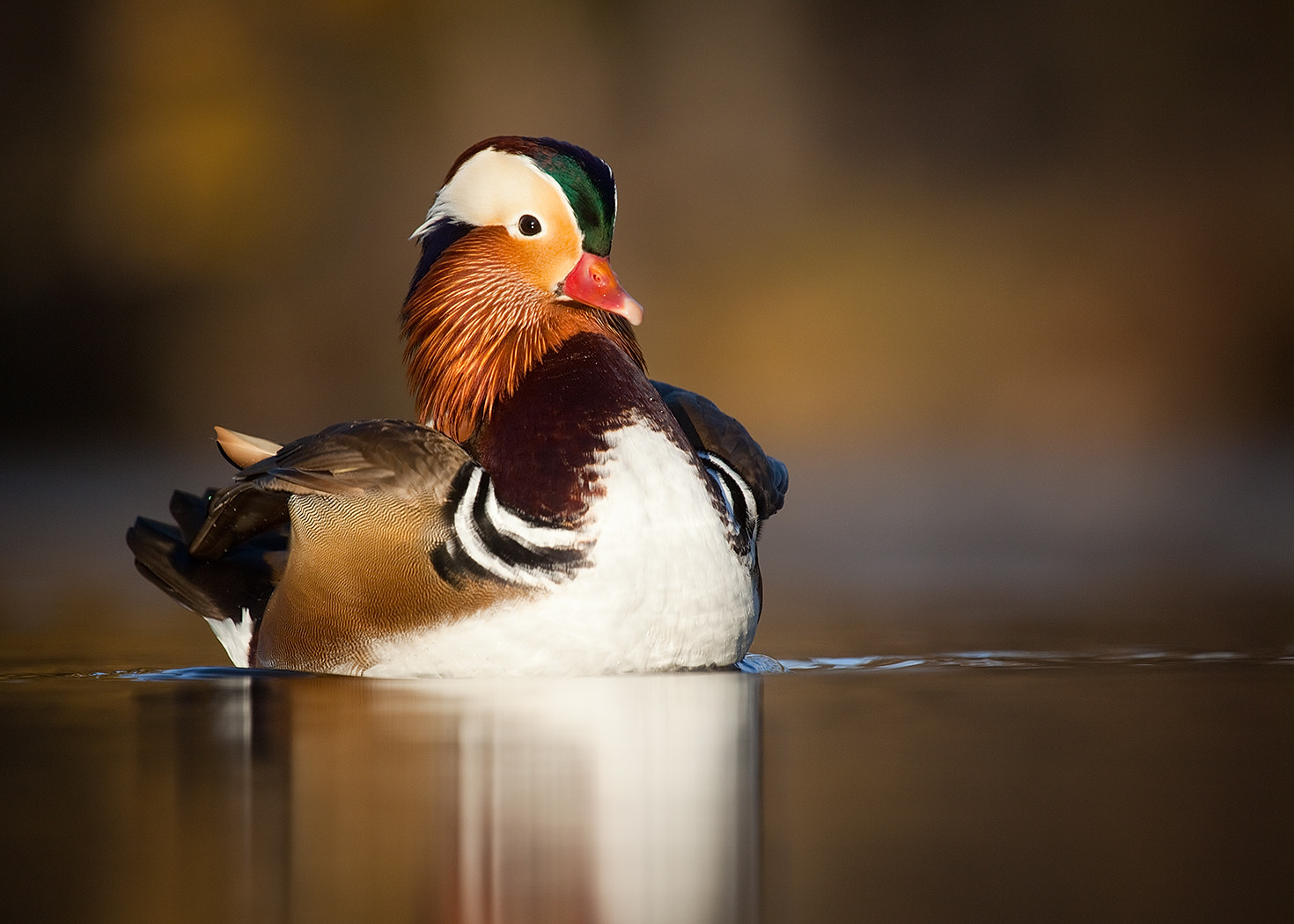 Canon EOS 5D Mark II + Canon EF 100-400mm F4.5-5.6L IS USM sample photo. Mandarin duck photography