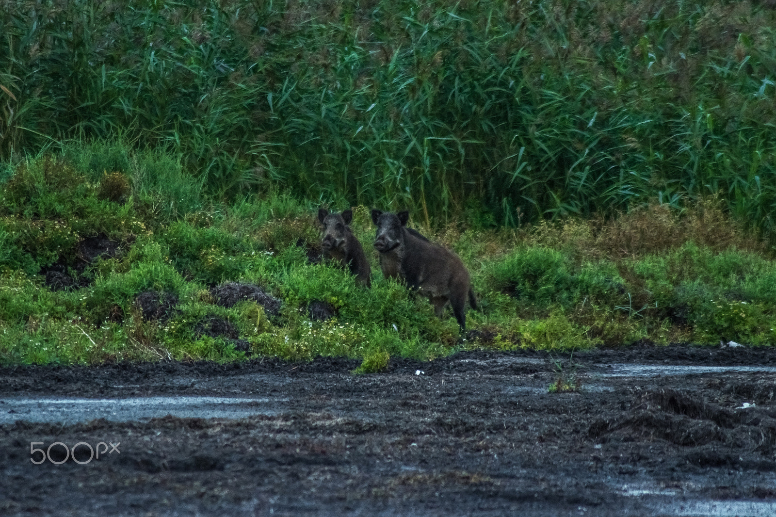 Tamron AF 70-300mm F4-5.6 Di LD Macro sample photo. Boar photography