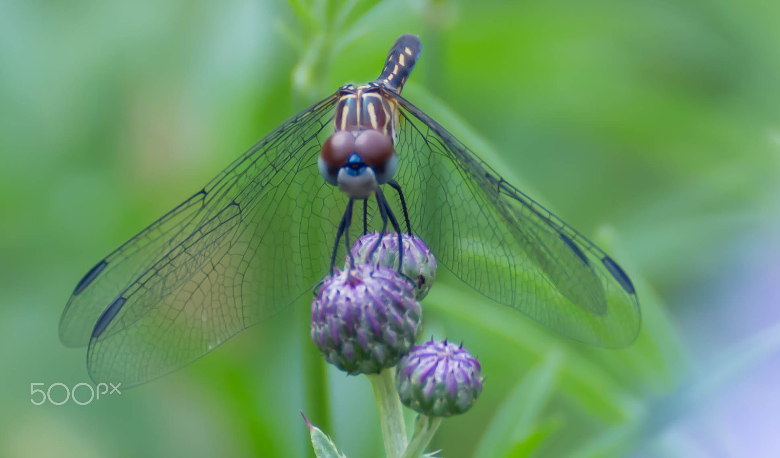 Canon EOS 100D (EOS Rebel SL1 / EOS Kiss X7) sample photo. Dragonfly photography