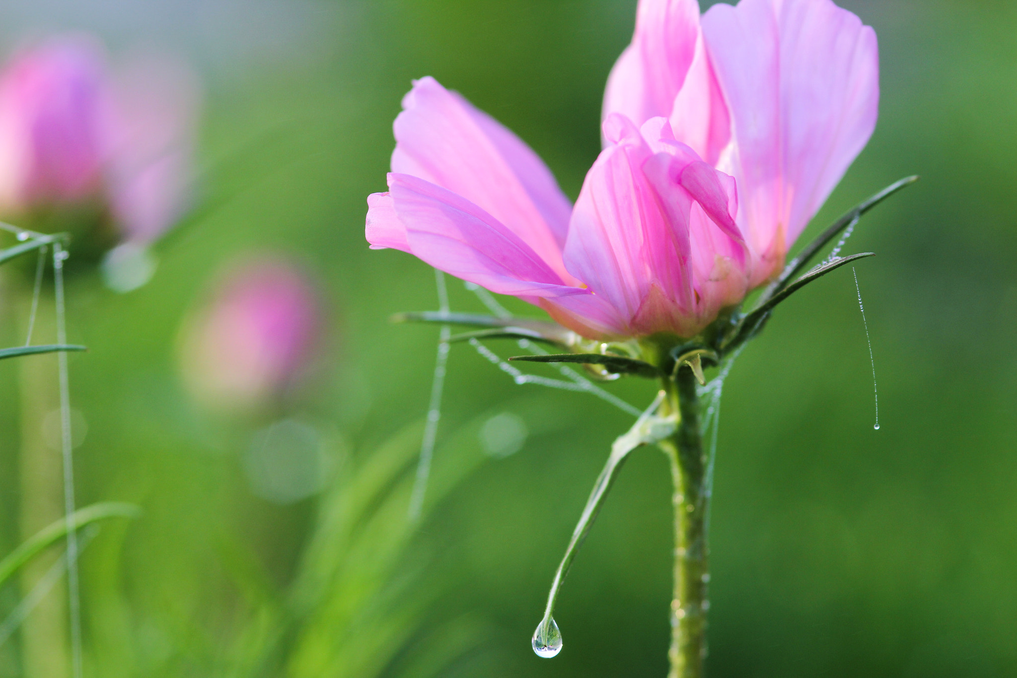 Canon EOS 60D + Sigma 105mm F2.8 EX DG Macro sample photo. Belle matinée - beautiful morning photography