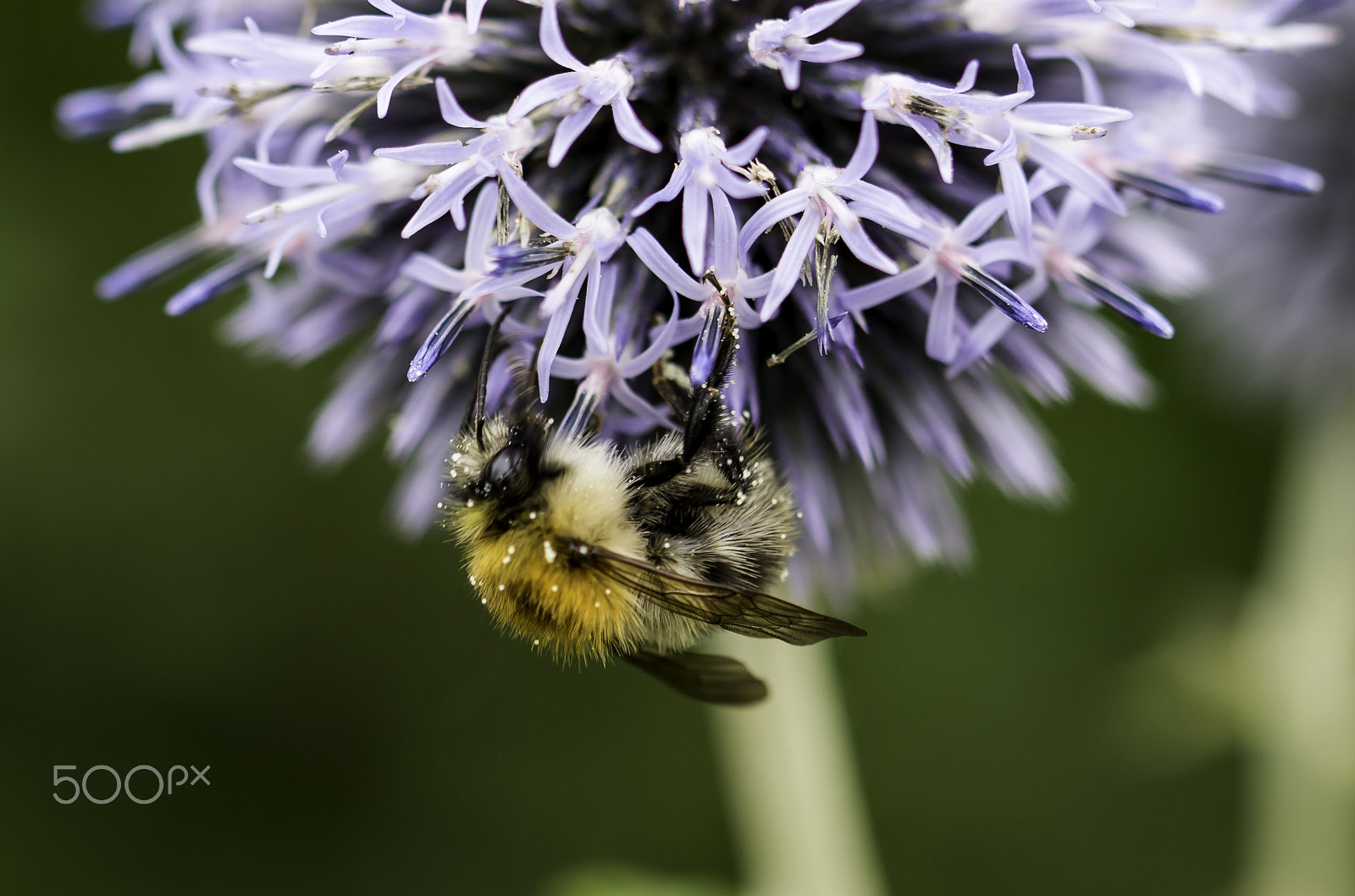 Canon EOS 700D (EOS Rebel T5i / EOS Kiss X7i) + Canon EF 100mm F2.8L Macro IS USM sample photo. Busy little bee photography