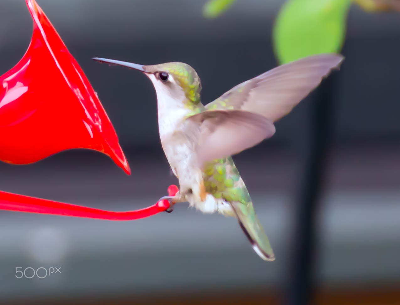 Canon EOS 100D (EOS Rebel SL1 / EOS Kiss X7) sample photo. Female ruby-throated hummingbird photography