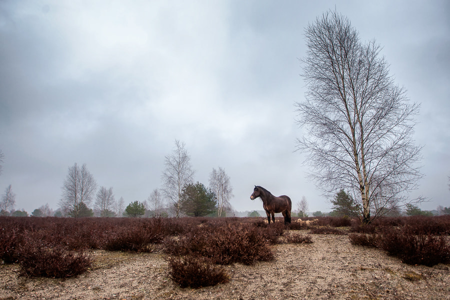 Canon EOS-1D Mark III sample photo. The heath photography