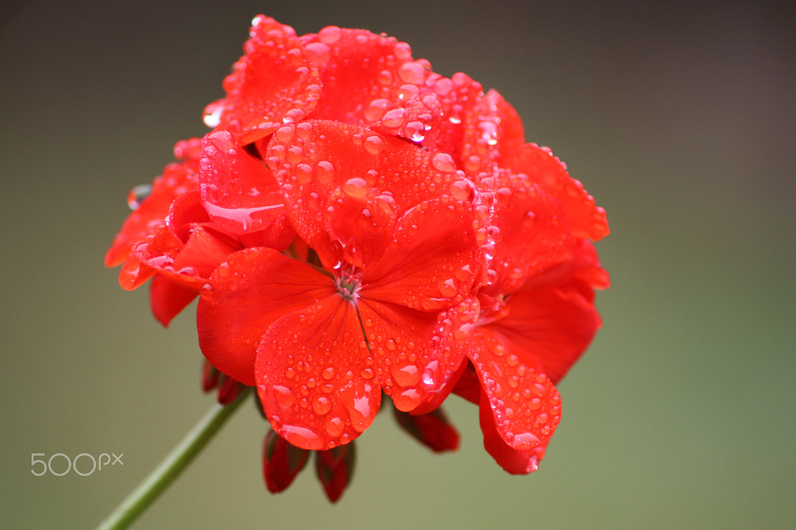 Canon EOS 450D (EOS Rebel XSi / EOS Kiss X2) sample photo. Geranium photography