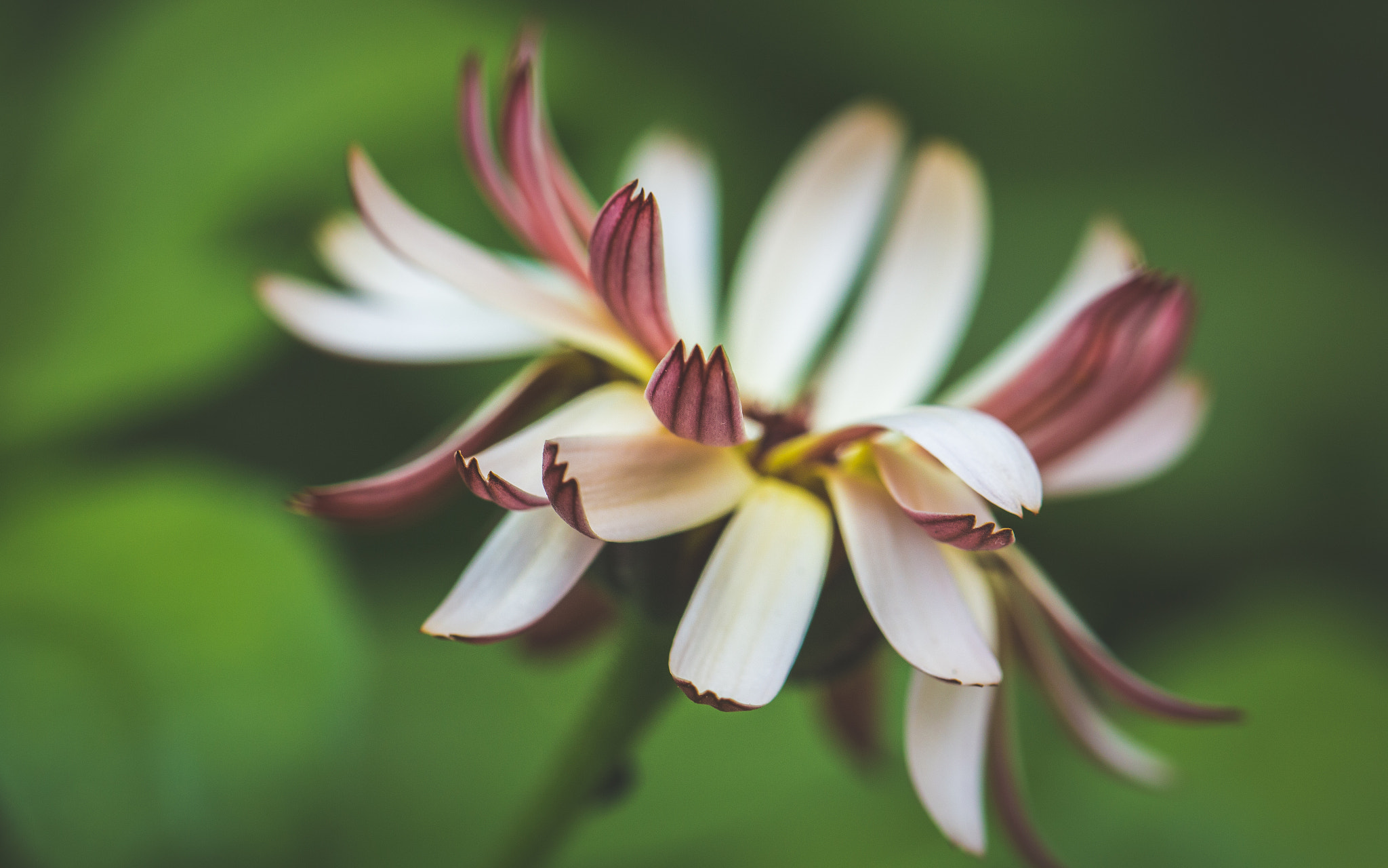 Canon EOS 700D (EOS Rebel T5i / EOS Kiss X7i) + Canon EF 100mm F2.8L Macro IS USM sample photo. Open petals photography