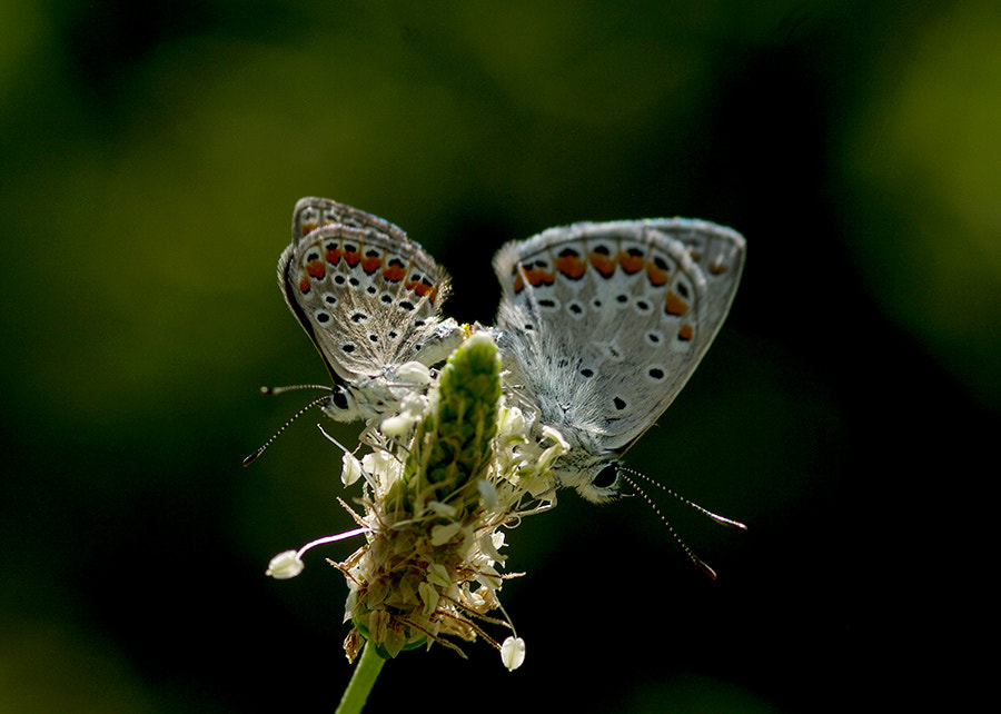 Pentax K20D + smc PENTAX-FA Macro 100mm F2.8 sample photo. Summer love photography