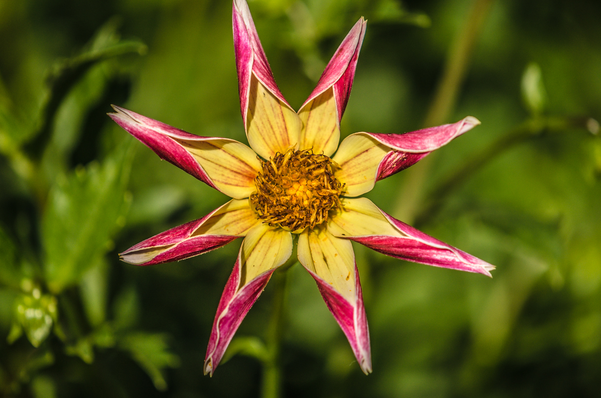 Nikon AF-S DX Micro-Nikkor 85mm F3.5G ED VR sample photo. Star photography