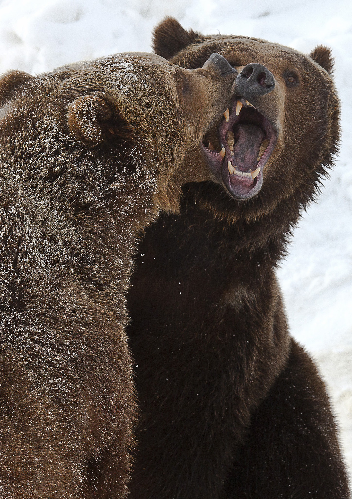Canon EF 100-400mm F4.5-5.6L IS USM sample photo. A friendly altercation photography