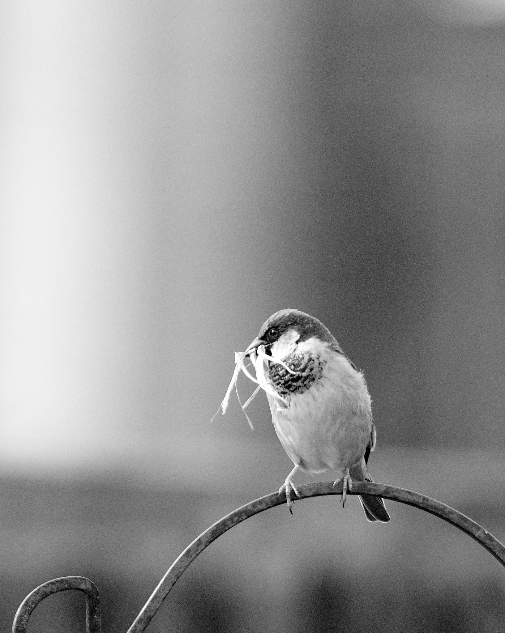 Nikon D300 sample photo. Sparrow photography