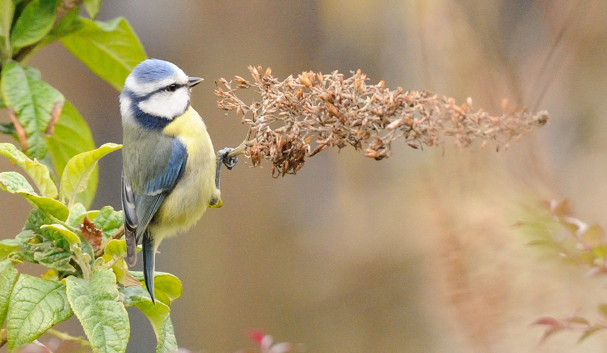Nikon D300 sample photo. Blue tit photography