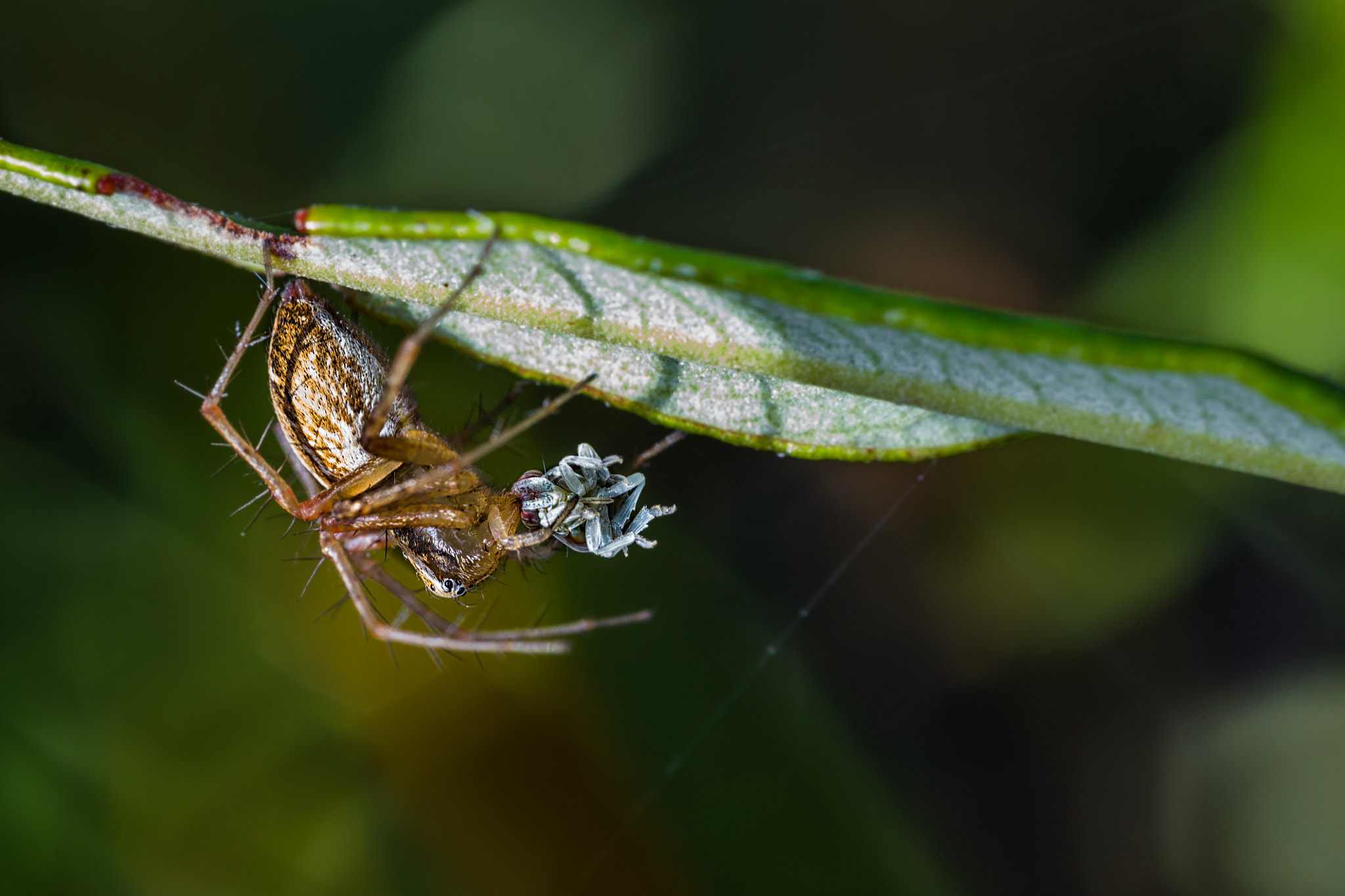 Canon MP-E 65mm F2.5 1-5x Macro Photo sample photo. Jumping spider hunting photography