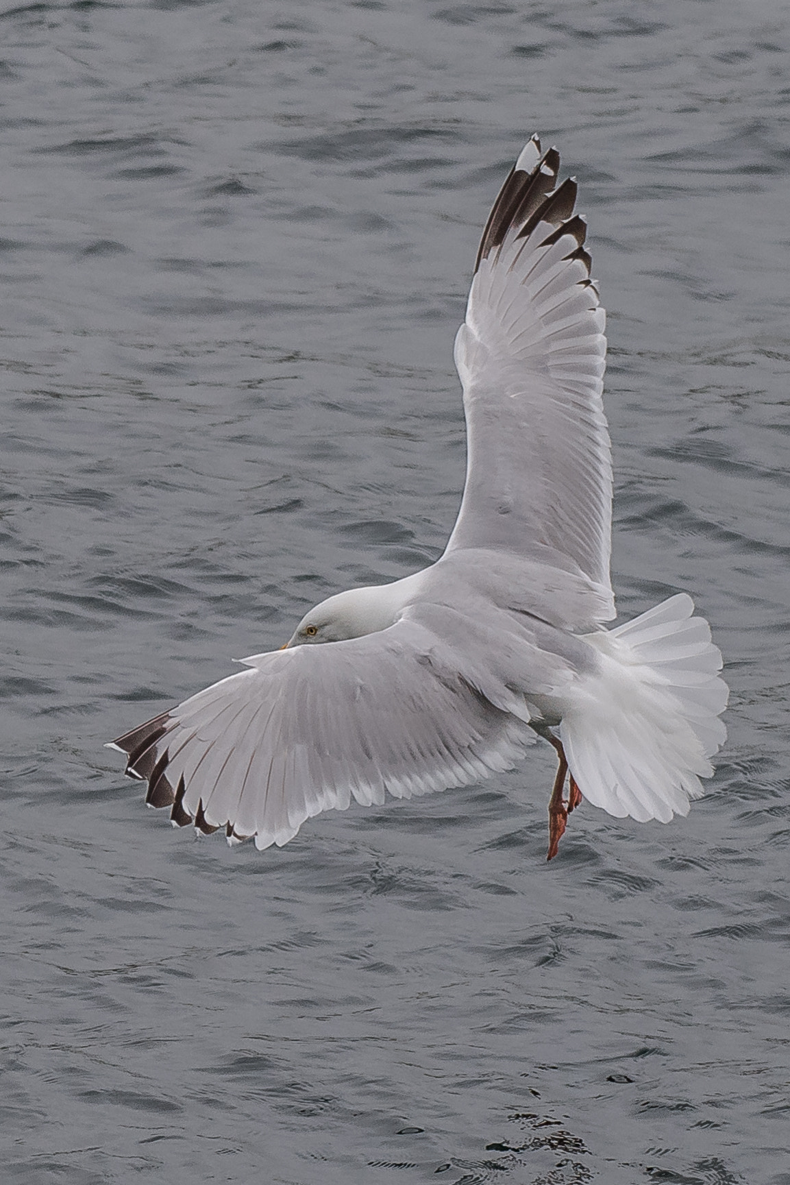 Nikon AF-S Nikkor 200-500mm F5.6E ED VR sample photo