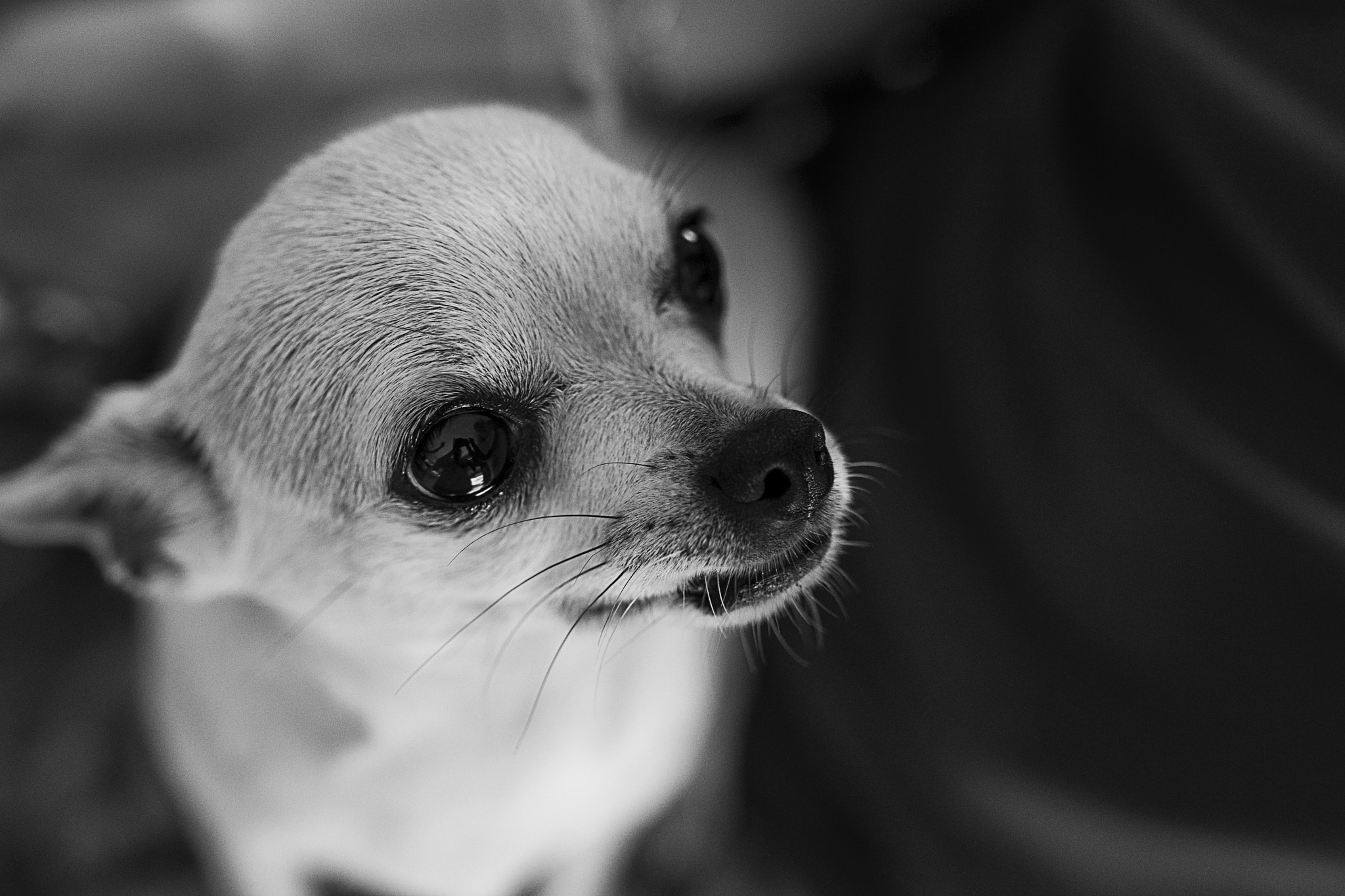 Sony a99 II + Sigma 35mm F1.4 DG HSM Art sample photo. Joyce photography