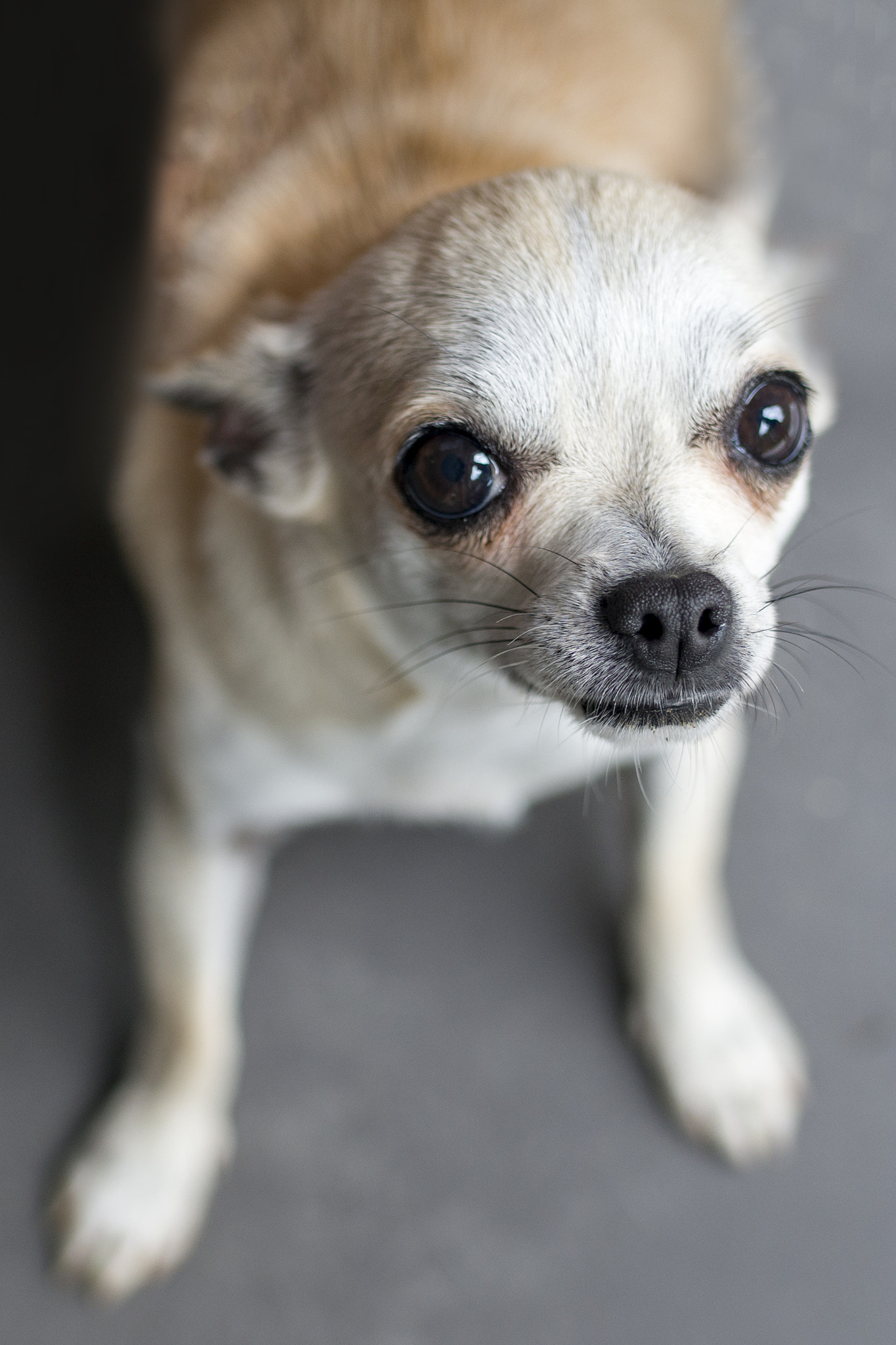 Sony a99 II + Sigma 35mm F1.4 DG HSM Art sample photo. Joyce photography