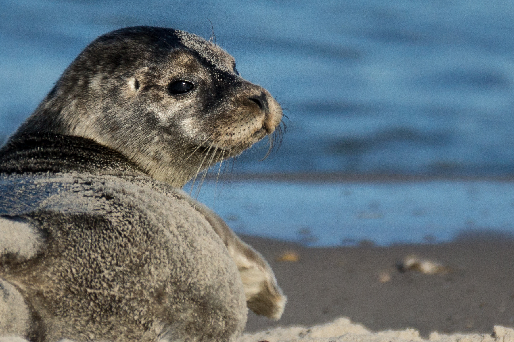 Sony 70-300mm F4.5-5.6 G SSM sample photo. Seal photography
