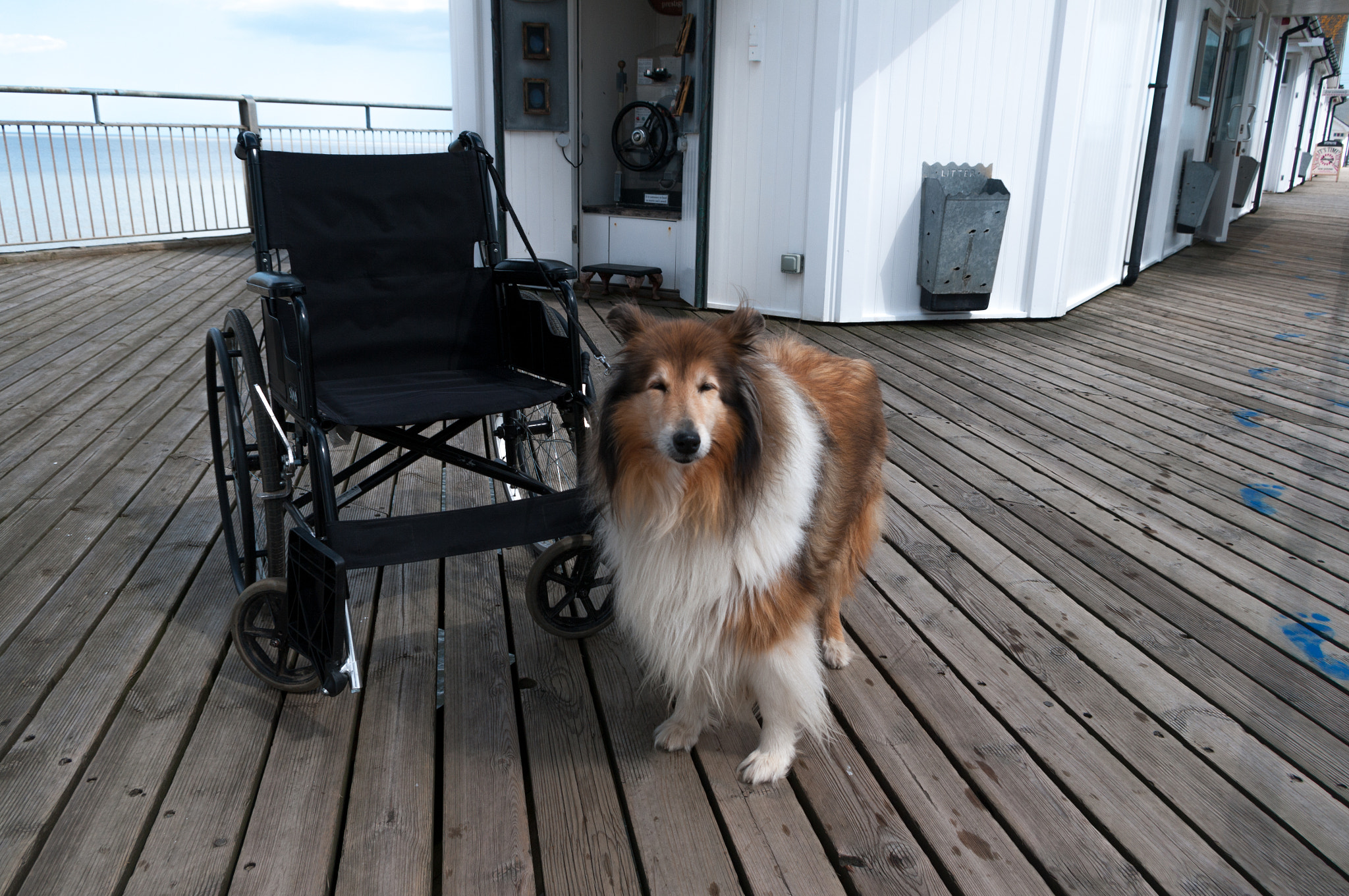 Pentax K-7 sample photo. Dog and wheelchair photography