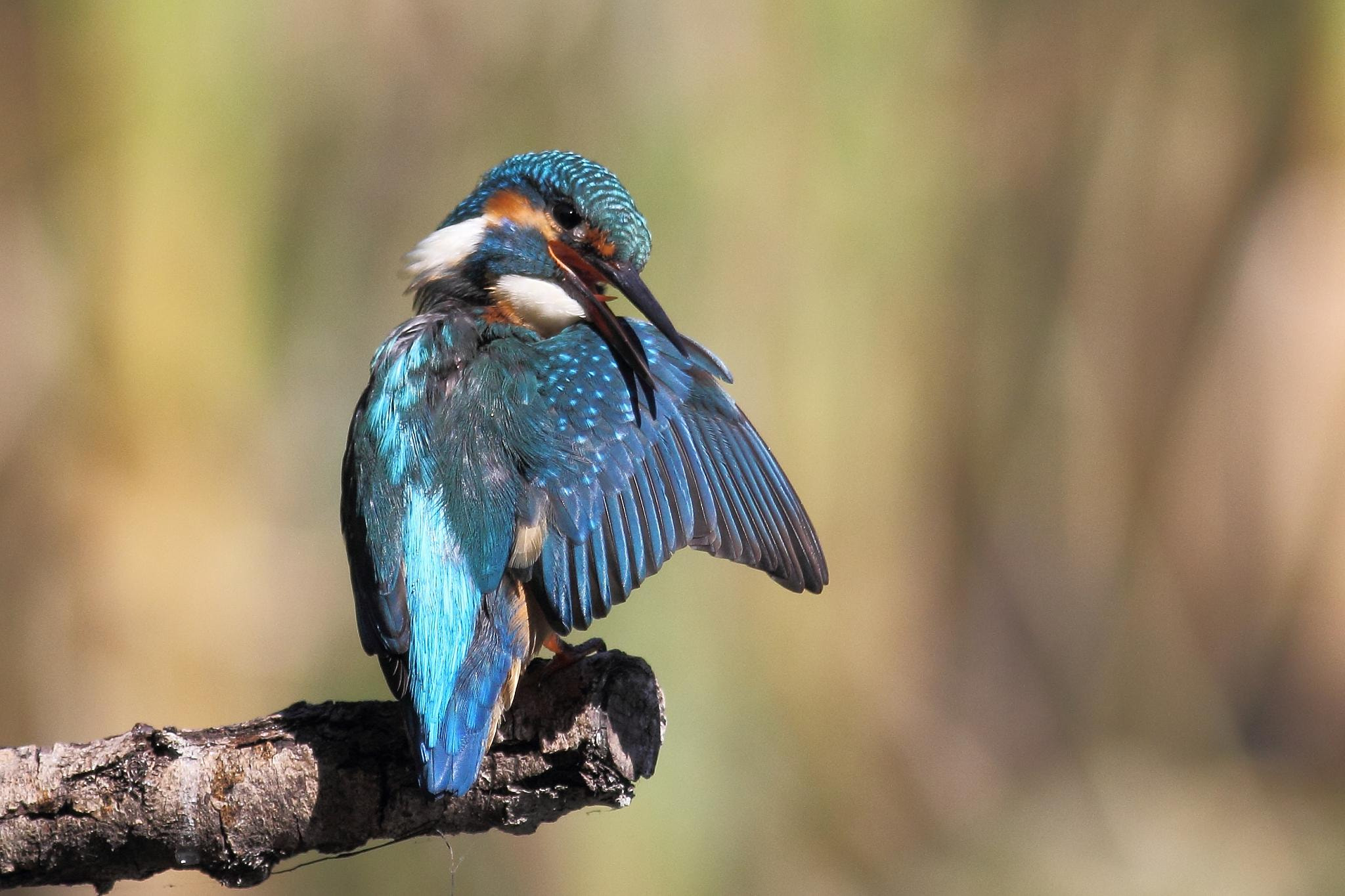 Canon EOS 60D + Canon EF 400mm F5.6L USM sample photo. Kingfisher taking care of his feathers. photography