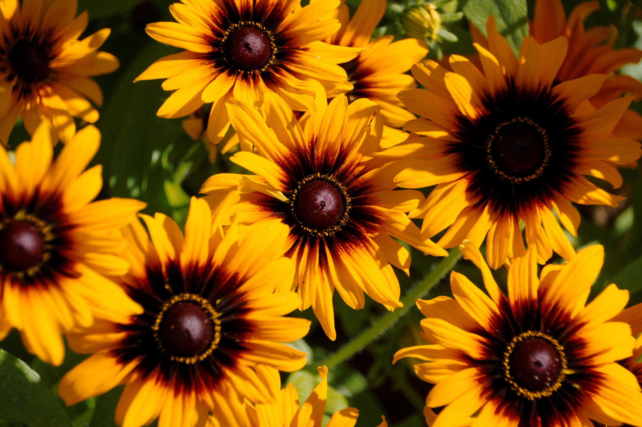 Pentax smc DA 18-270mm F3.5-6.3 ED SDM sample photo. Rudbeckia photography