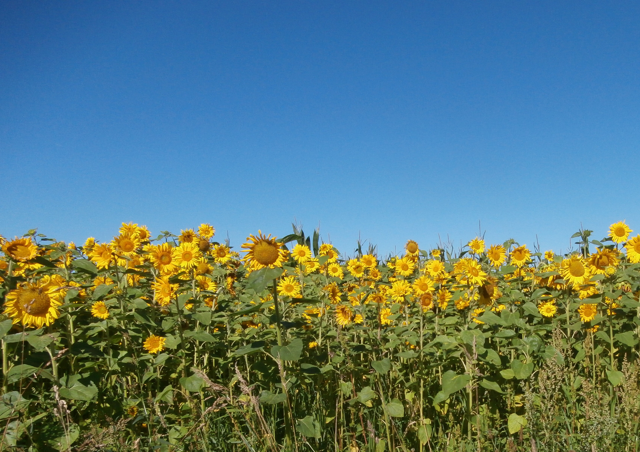 Olympus VR340,D750 sample photo. Sunflowers. photography