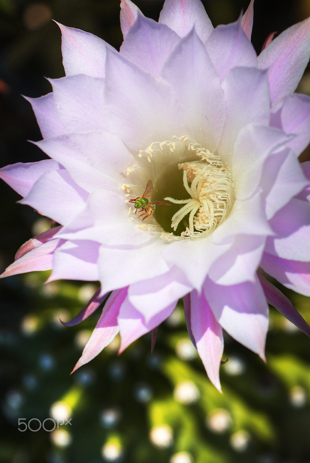 Canon EOS 5DS + Canon EF 100mm F2.8L Macro IS USM sample photo. Pollen covered nectar harvest bee photography