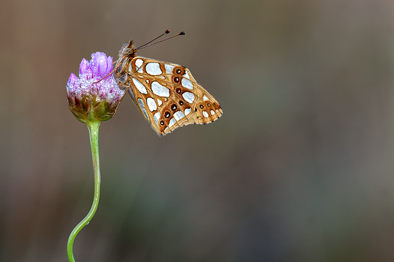 Canon EF 180mm F3.5L Macro USM sample photo. The queen of spain fritillary iii photography
