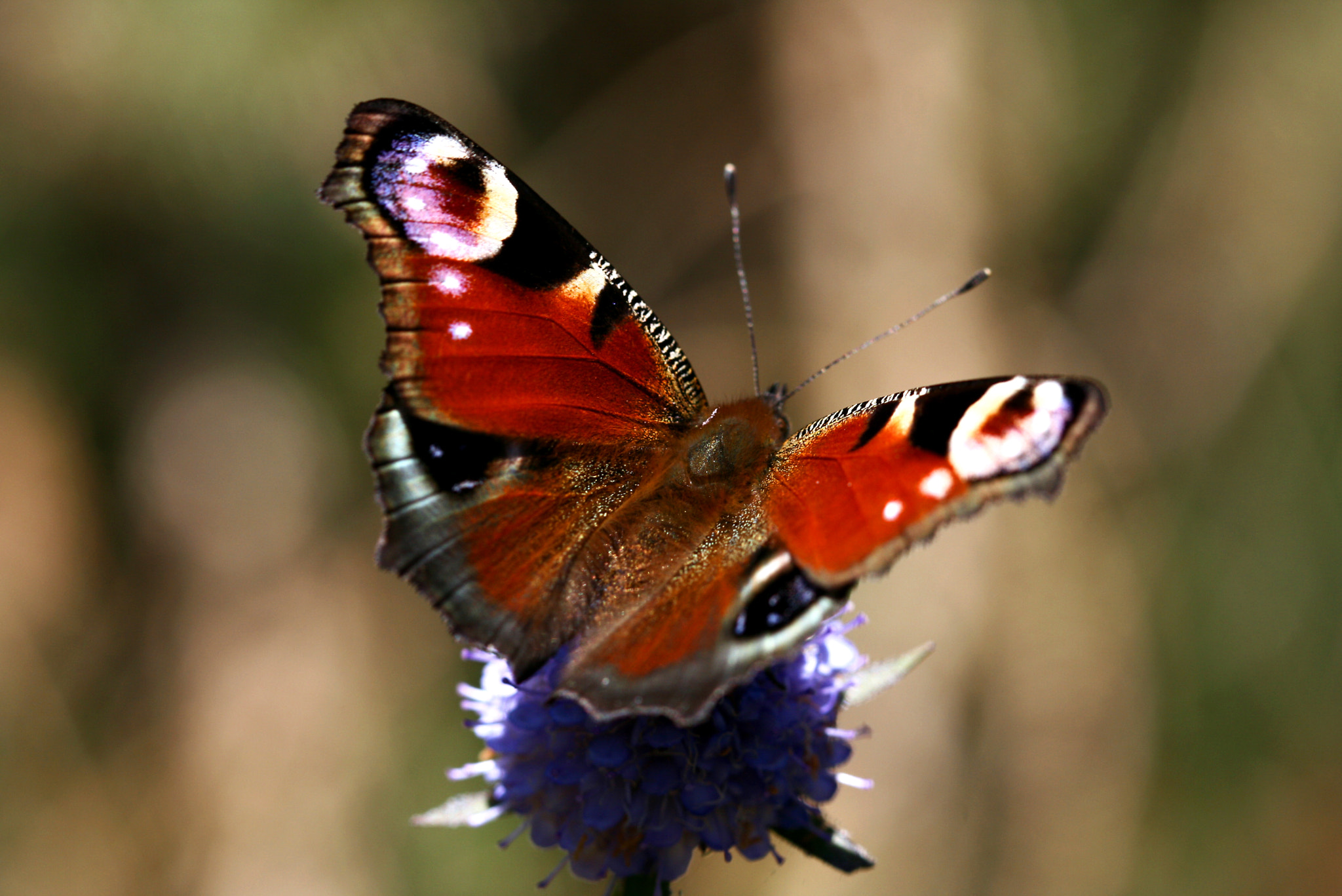 Canon EOS 400D (EOS Digital Rebel XTi / EOS Kiss Digital X) sample photo. Butterfly photography