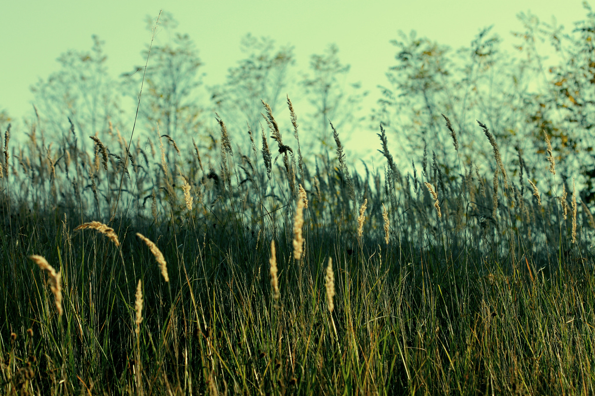 Canon EOS 450D (EOS Rebel XSi / EOS Kiss X2) sample photo. The field with black grass photography