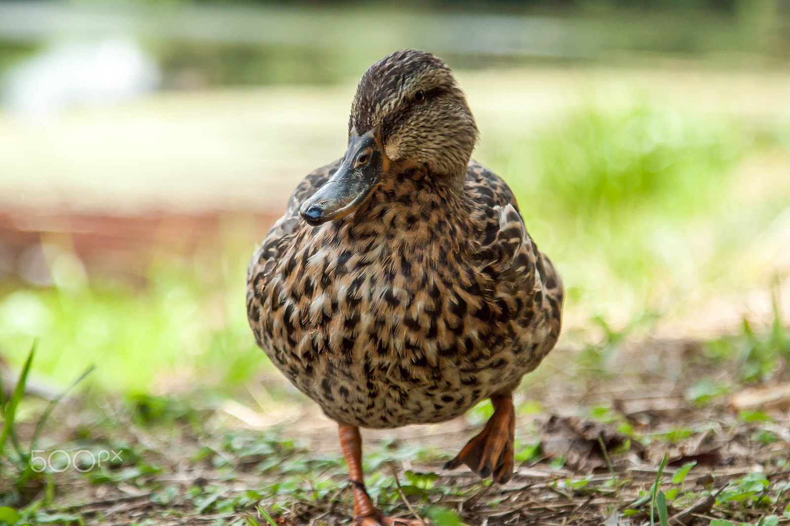 Canon EOS 500D (EOS Rebel T1i / EOS Kiss X3) sample photo. Female mallard photography