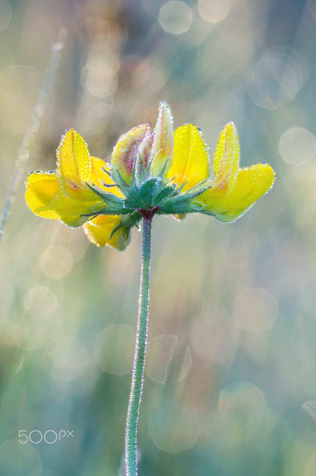 Sony SLT-A57 + Tamron SP AF 90mm F2.8 Di Macro sample photo. Lotus corniculatus photography