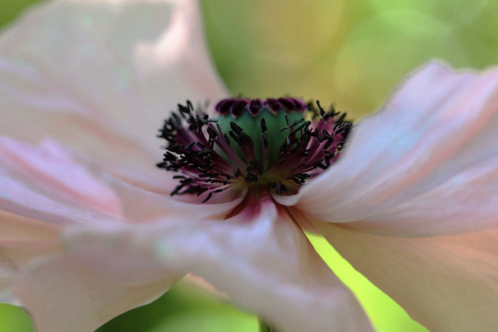 Canon EOS 80D + Canon EF 100mm F2.8L Macro IS USM sample photo. Pink poppy photography