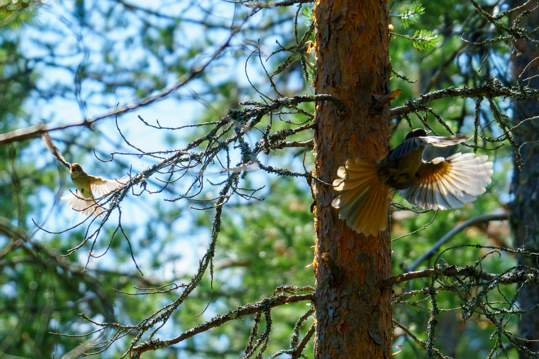 Sony FE 70-300mm F4.5-5.6 G OSS sample photo. Siberian jay teasing smaller bird photography