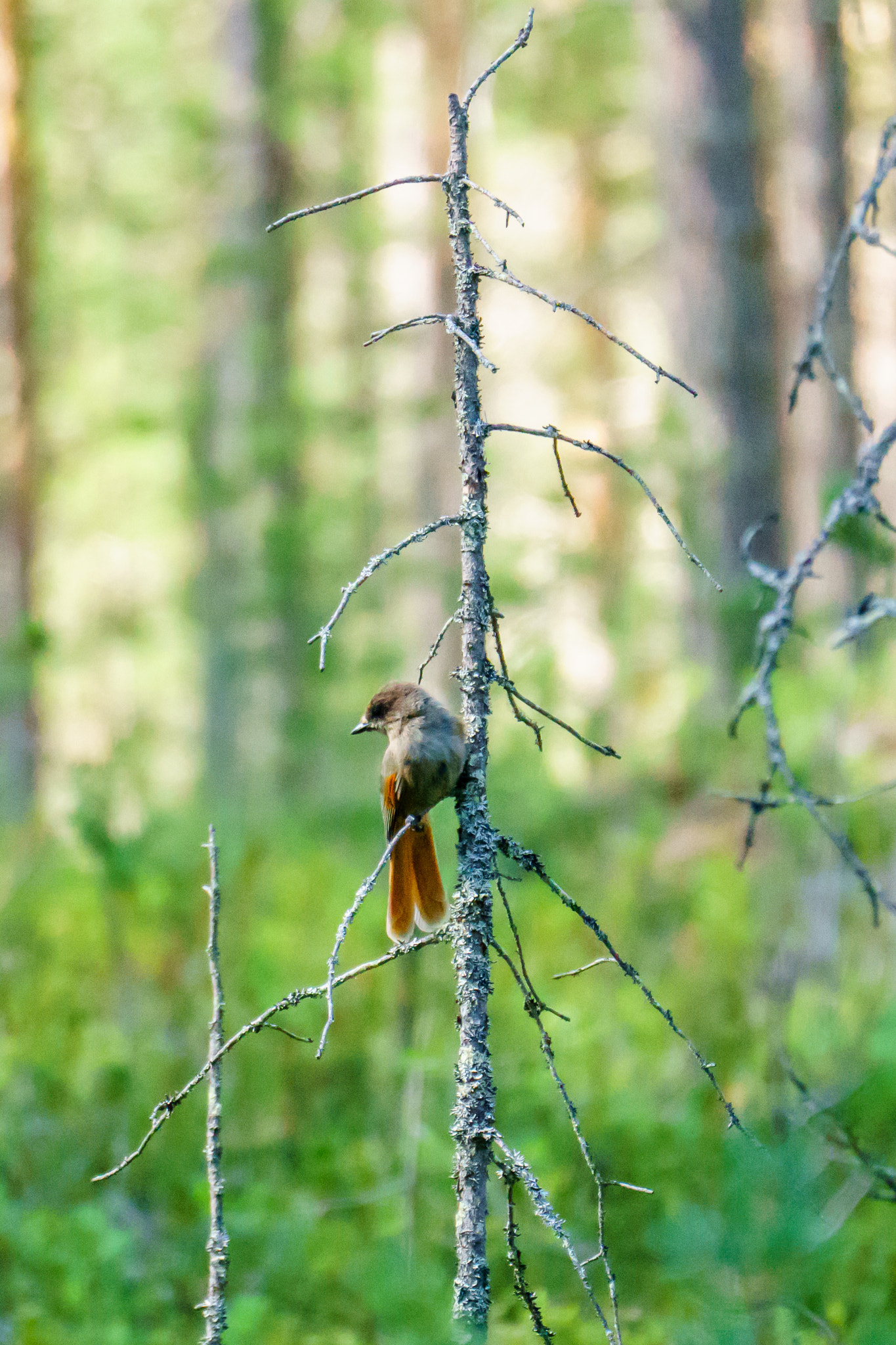 Sony FE 70-300mm F4.5-5.6 G OSS sample photo. Siberian jay photography