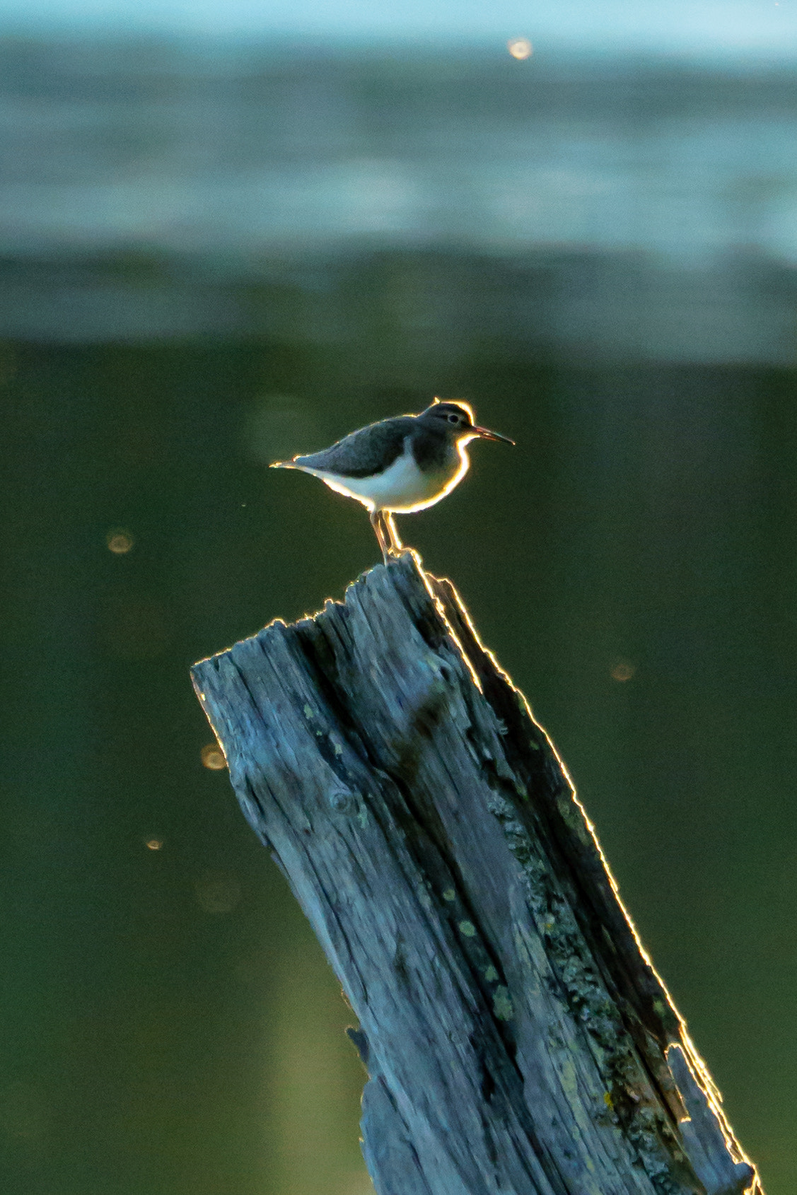 Sony FE 70-300mm F4.5-5.6 G OSS sample photo. Bird highlighted with gold photography