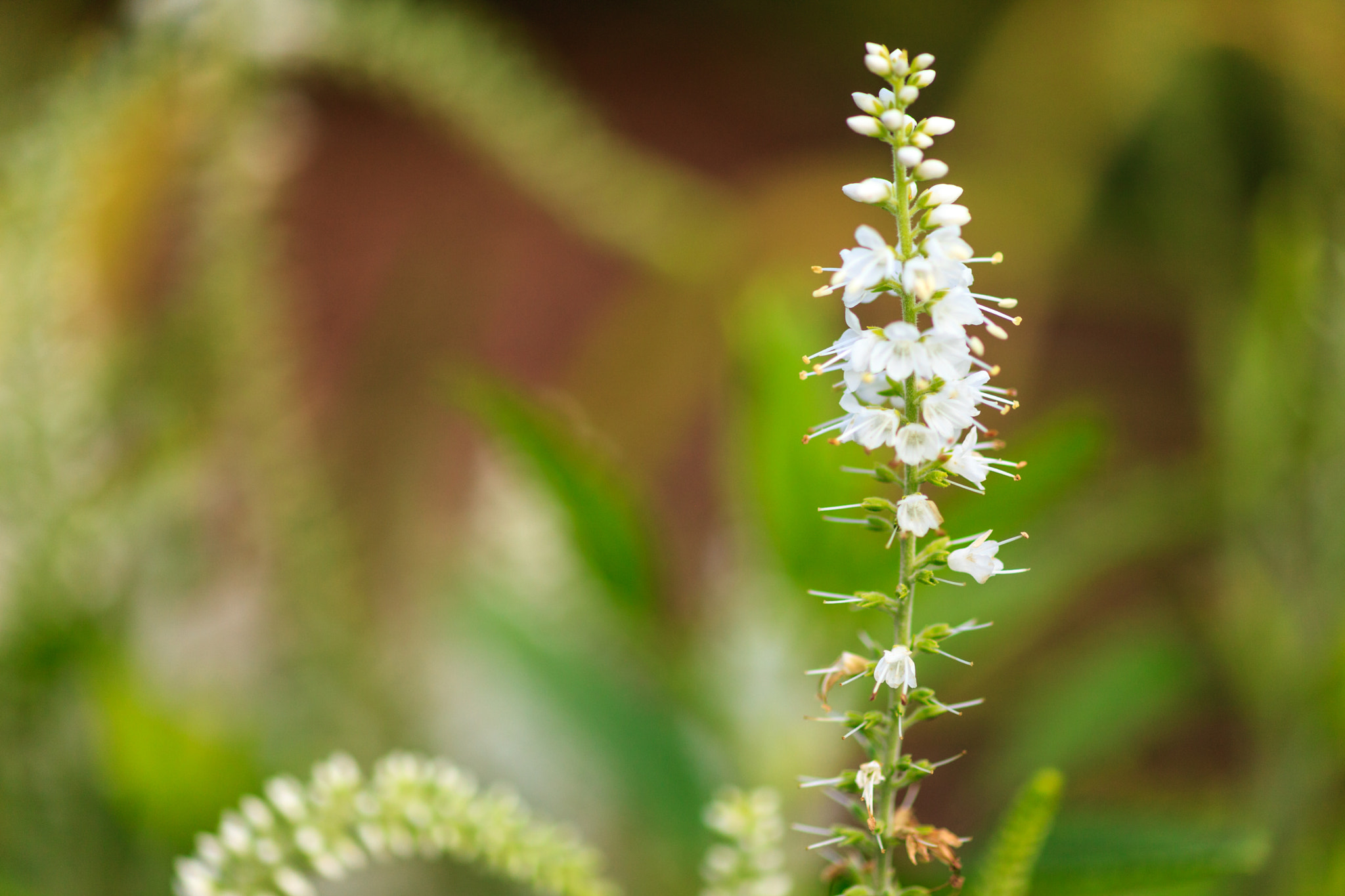 ZEISS Makro-Planar T* 100mm F2 sample photo. Detail photography