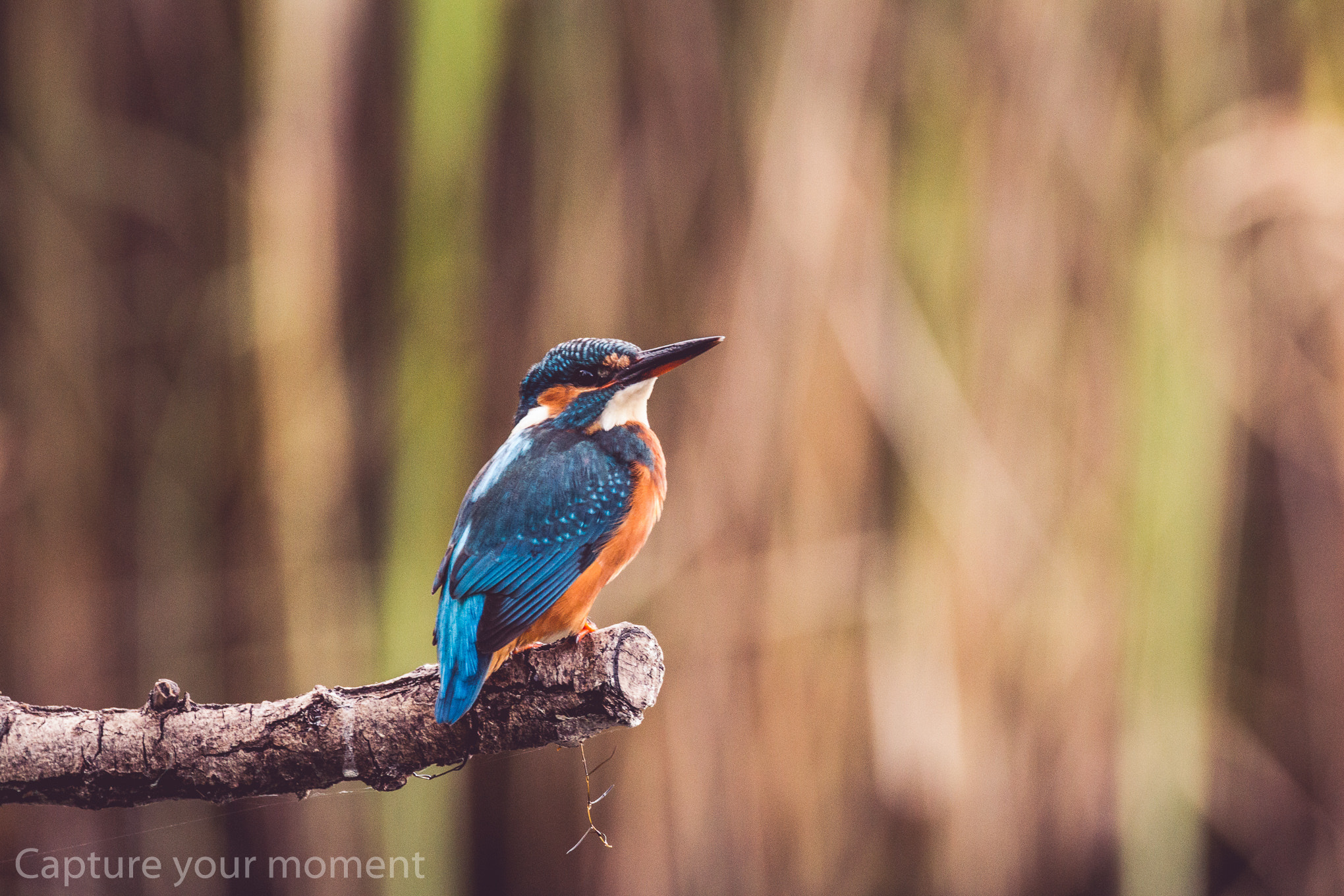 150-600mm F5-6.3 DG OS HSM | Contemporary 015 sample photo. Kingfisher  photography