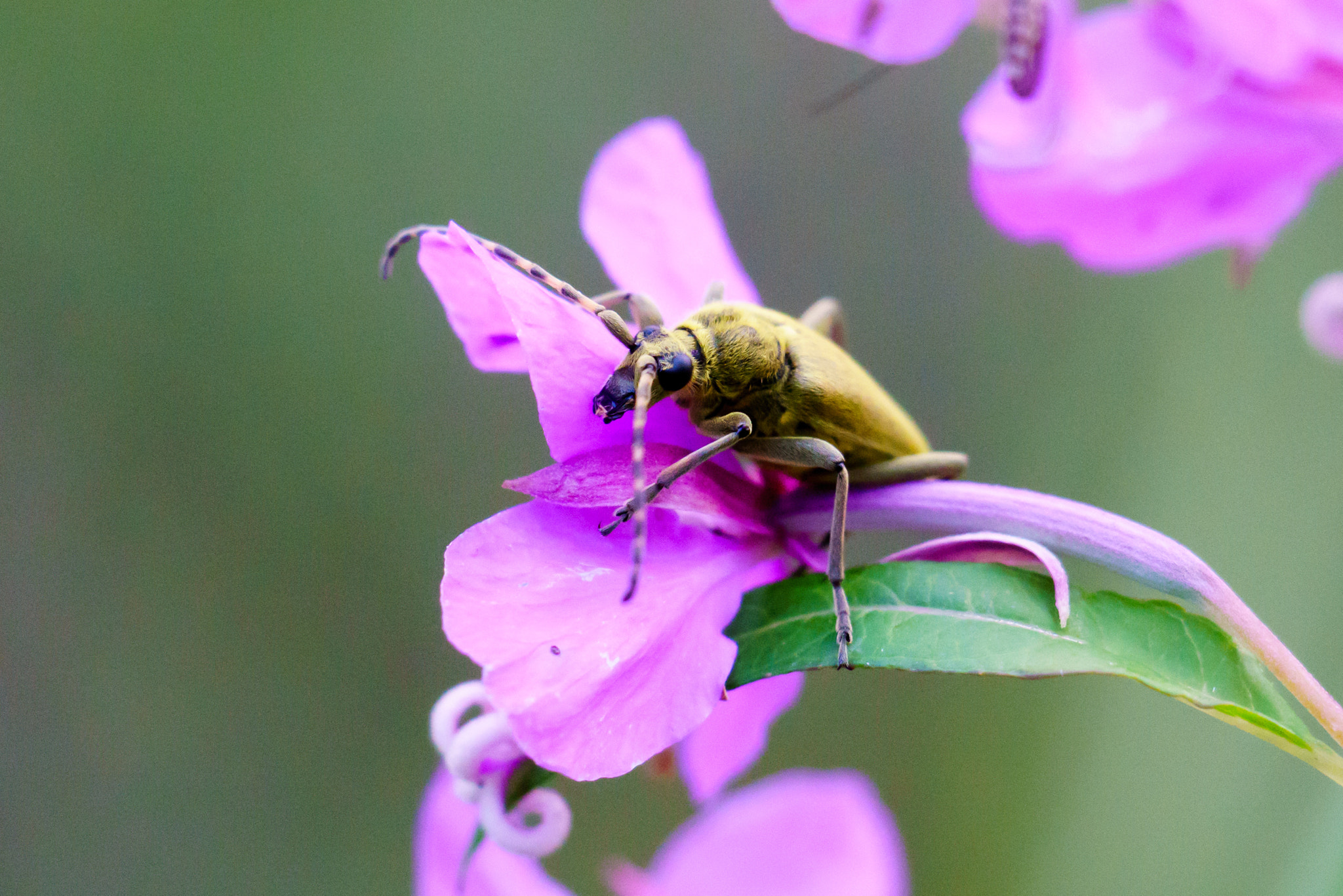 Sony FE 70-300mm F4.5-5.6 G OSS sample photo. Beetle in a flower photography