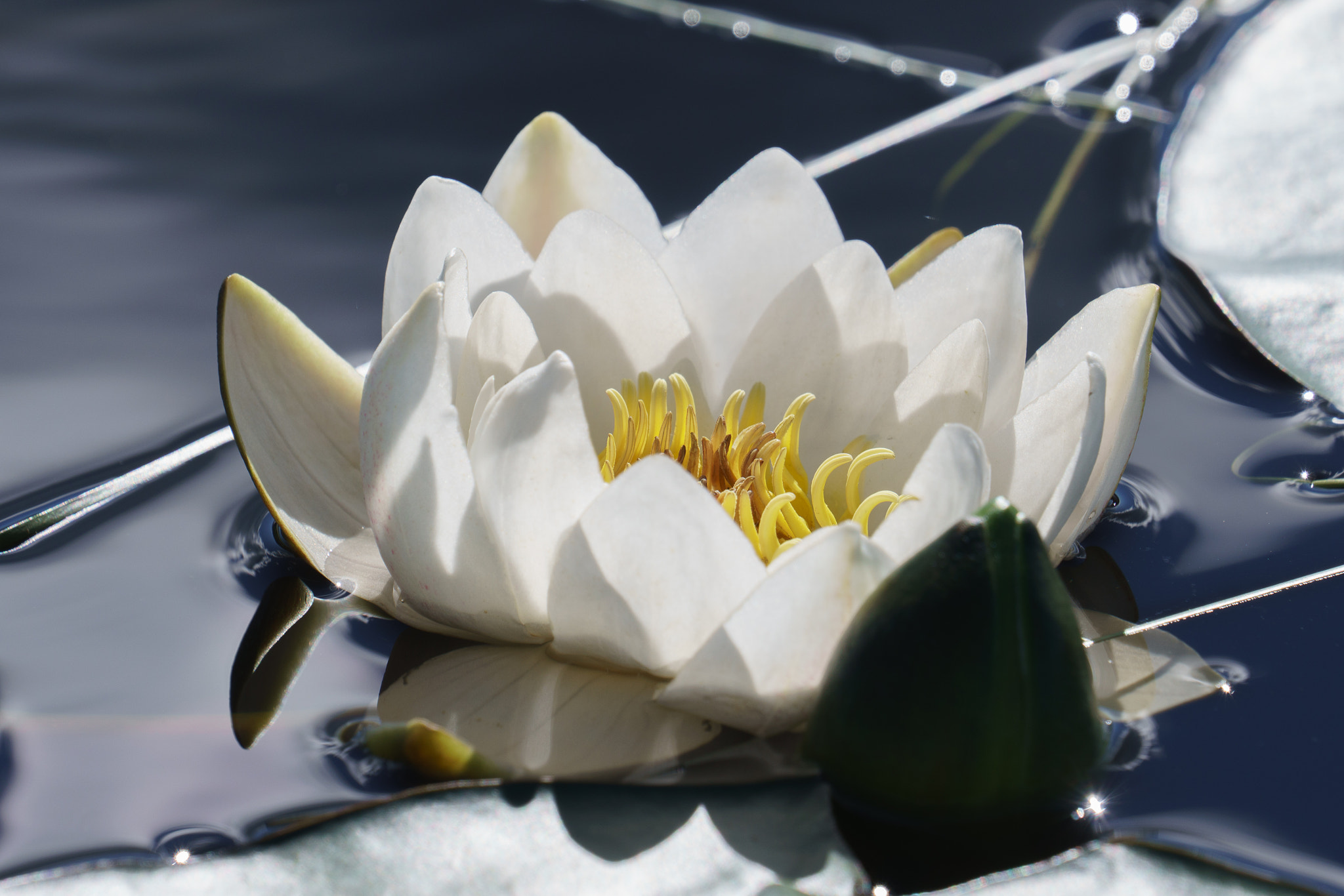 Sony FE 70-300mm F4.5-5.6 G OSS sample photo. Water lily in the wilderness lake of lapland photography
