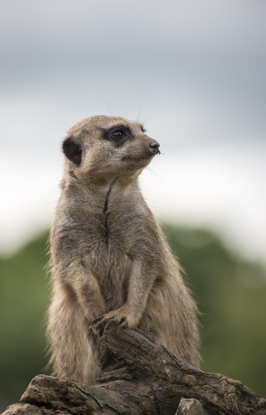 Sigma 70-300mm F4-5.6 APO DG Macro sample photo. Meerkat. simples... photography