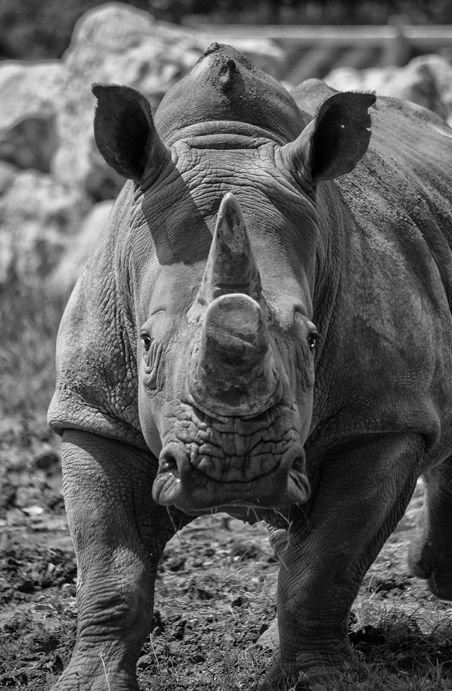 Sigma 70-300mm F4-5.6 APO DG Macro sample photo. B&w rhino photography