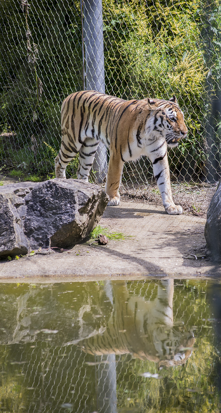 Sigma 70-300mm F4-5.6 APO DG Macro sample photo. Amur tiger photography