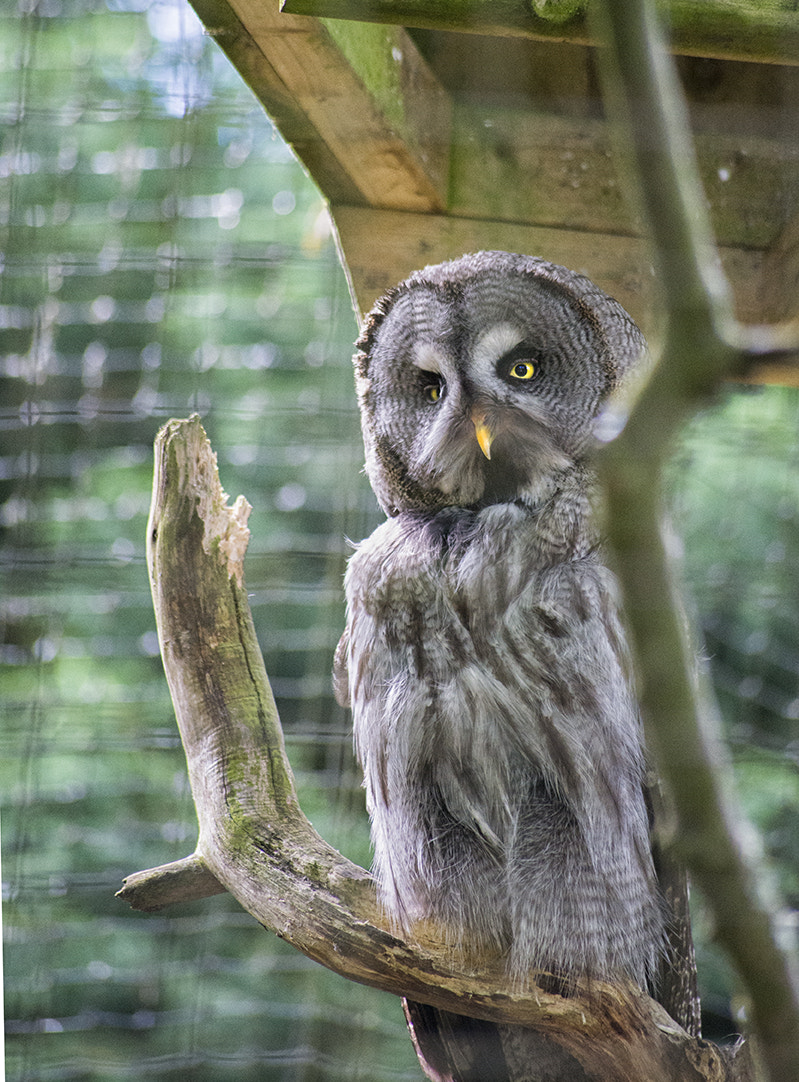 Sigma 70-300mm F4-5.6 APO DG Macro sample photo. Big eyes photography
