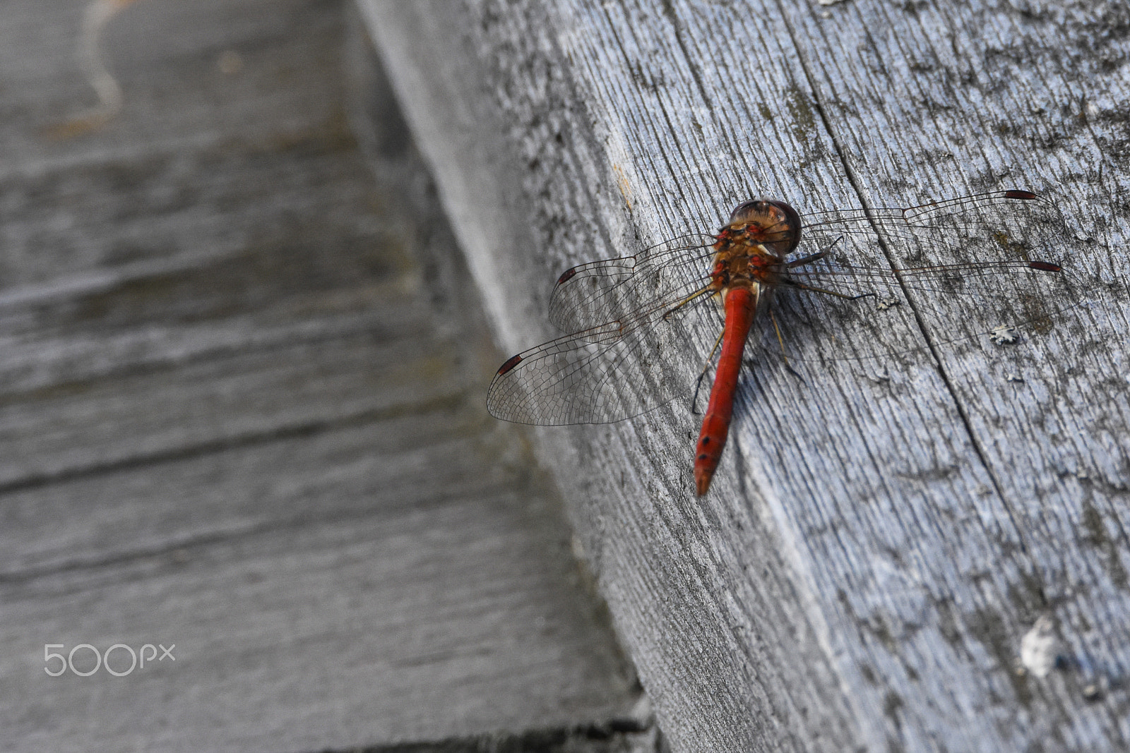 Nikon D7200 + Tamron SP 150-600mm F5-6.3 Di VC USD sample photo. Dragonfly, autumn. rear view. photography