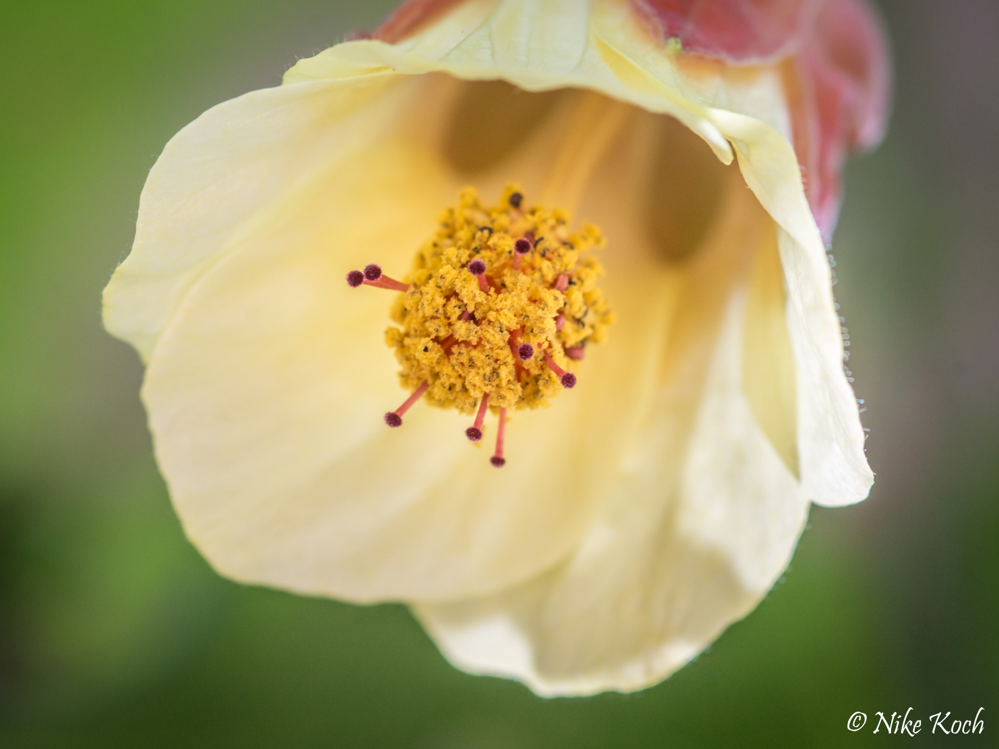 Sony SLT-A77 + Sigma 30mm F1.4 EX DC HSM sample photo. A bee's perspective photography