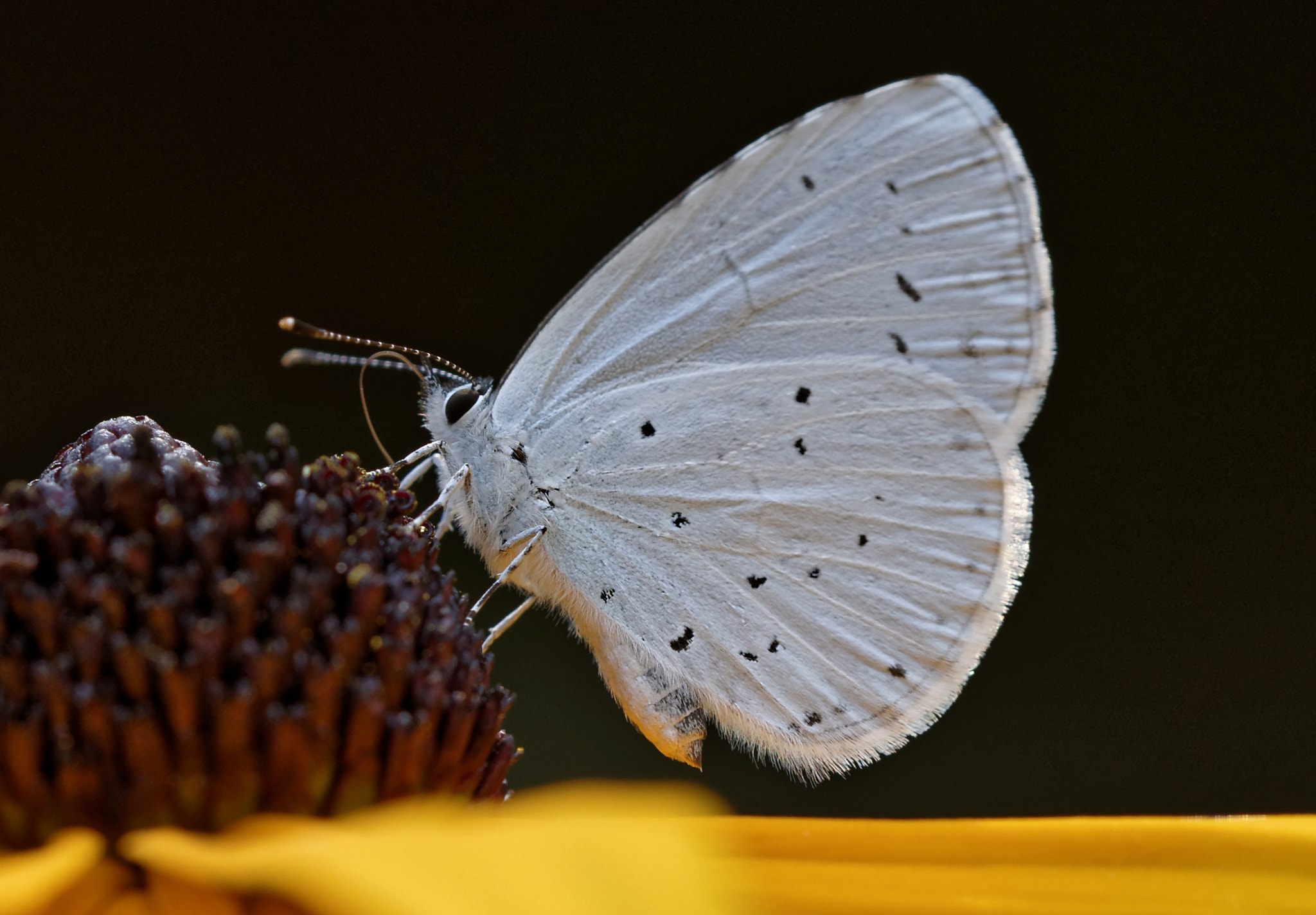 Sigma 150mm F2.8 EX DG OS Macro HSM sample photo. Butterfly @1400 asl photography